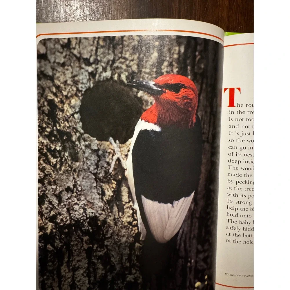 National Geographic Animals That Build Their Homes Vintage Hardcover Book 1970s